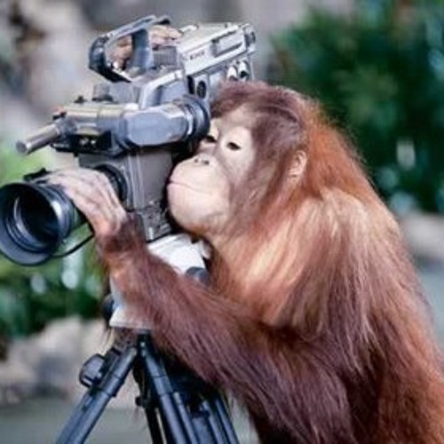 A monkey looking into the eyepiece of a cinema camera.